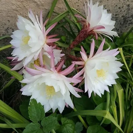 Bed and Breakfast Il Feudo 3*